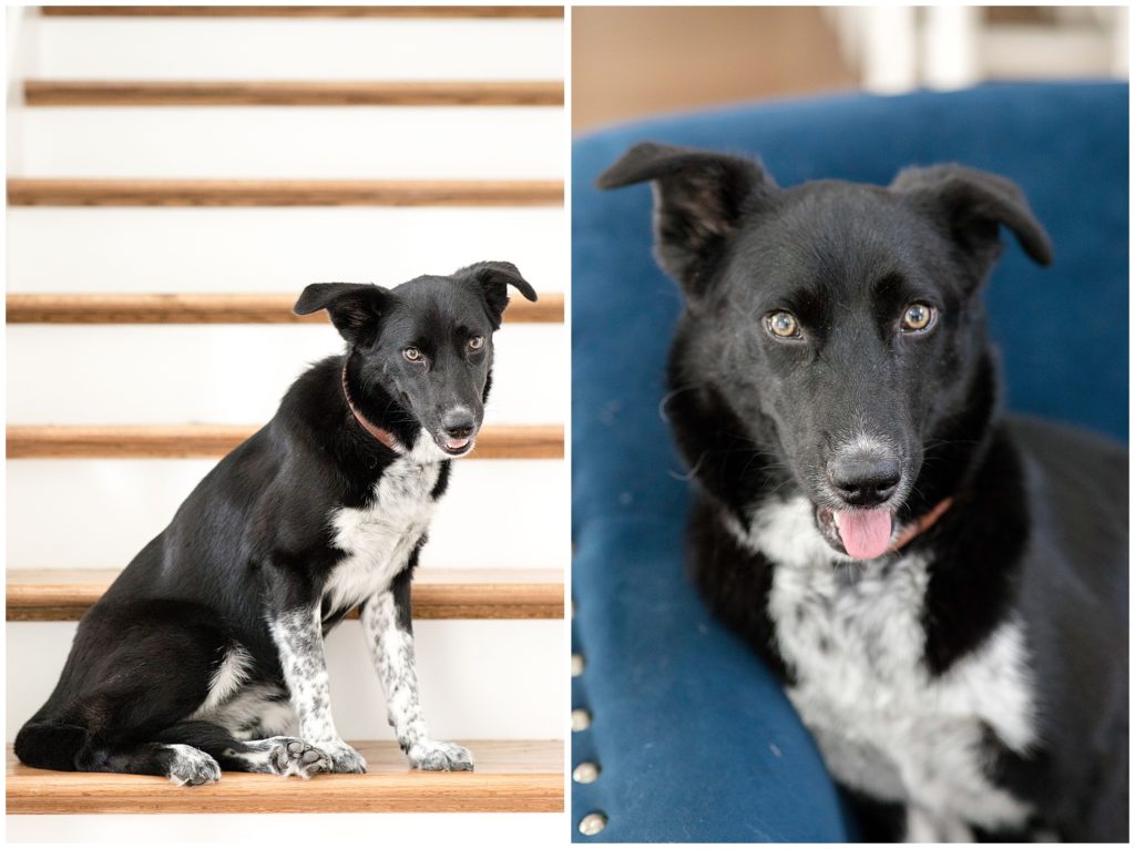 Meet Our Newest Team Member - Ava | Fun Blog Post for Wedding Photographers in Birmingham, Alabama 1