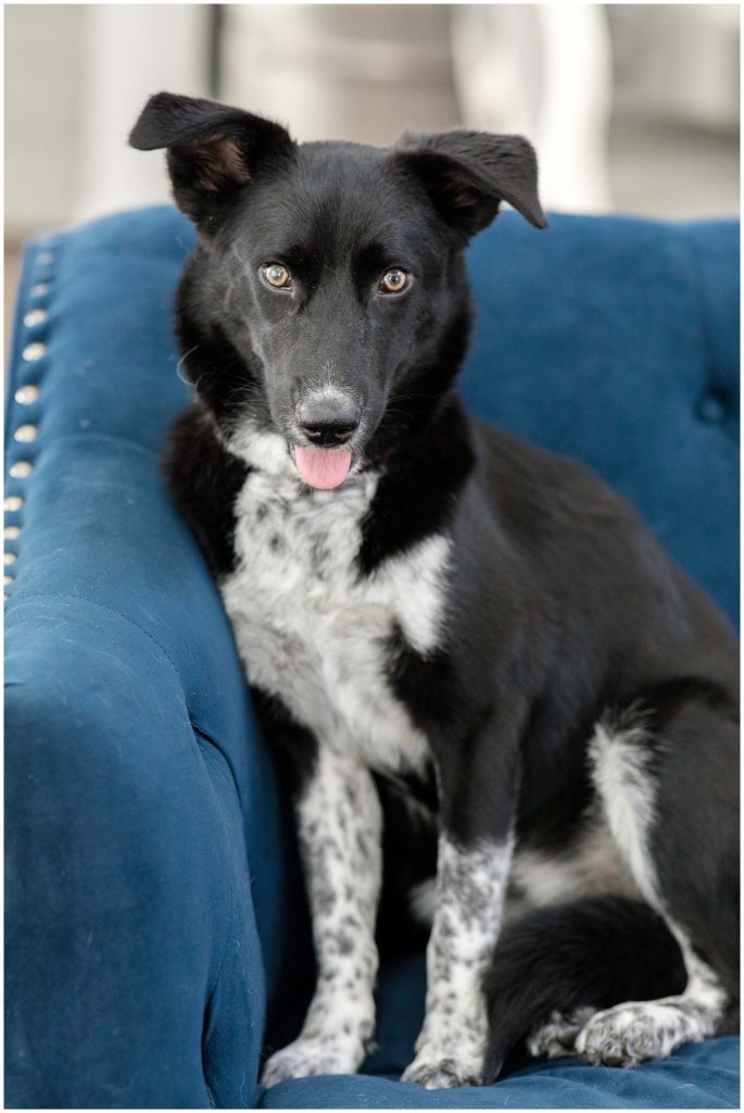 Meet Our Newest Team Member - Ava | Fun Blog Post for Wedding Photographers in Birmingham, Alabama 1