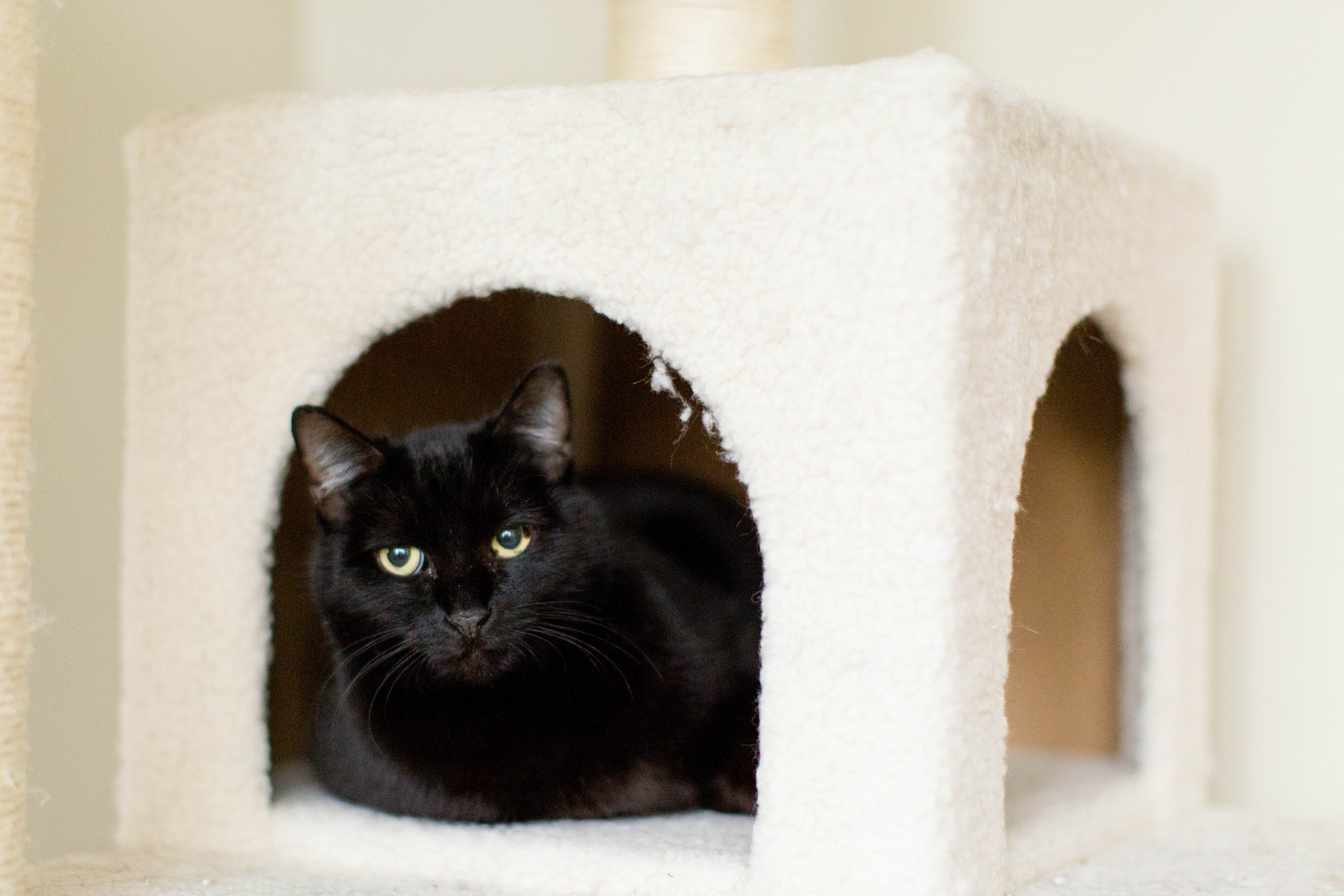 Cat People | Katie & Alec Photography Best Birmingham Wedding Photographers